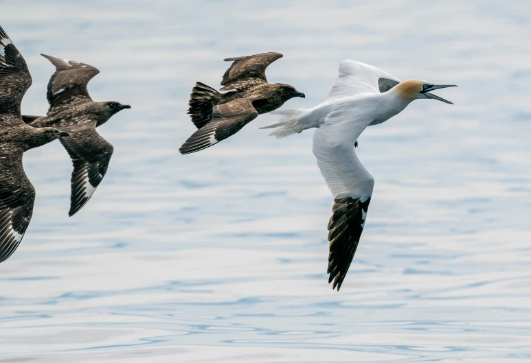 four seagulls are flying in the air with wings extended