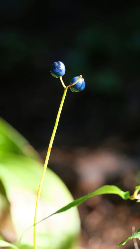 small blue flowers are growing in the forest