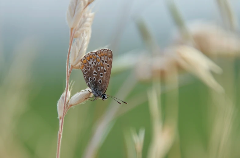 a brown, blue, and black erfly sitting on a plant