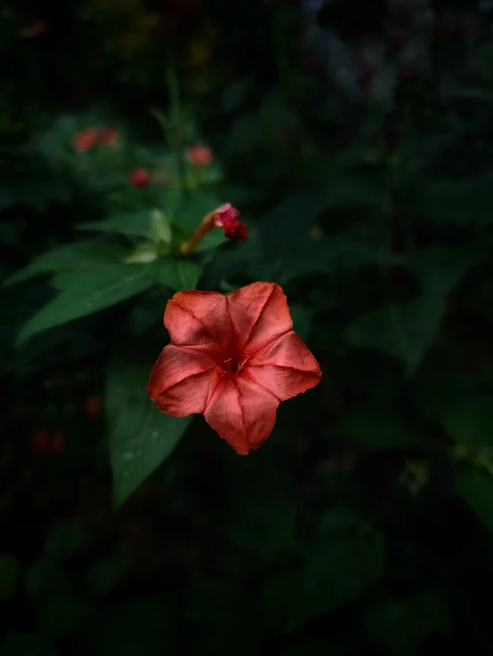 a bright red flower growing in a garden