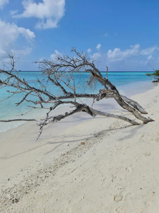 a tree is on the sand of a beach