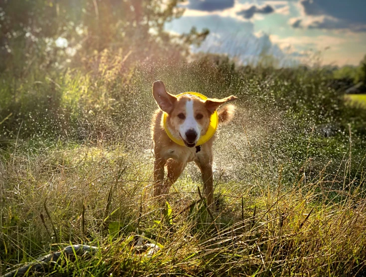 a dog walks in the grass with a yellow frisbee around its neck
