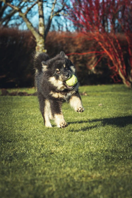 a large black dog runs with a tennis ball in his mouth