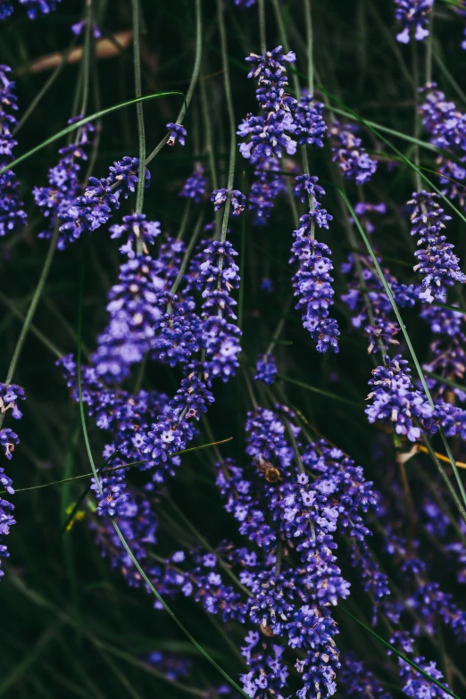 bunches of purple flowers with buds and stems