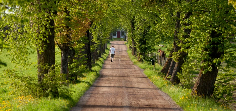 person walking down a narrow country road with cows