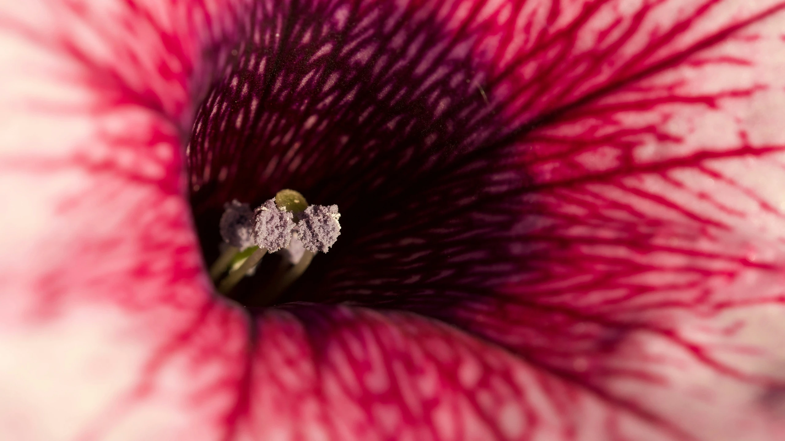 a closeup po of a red and white flower