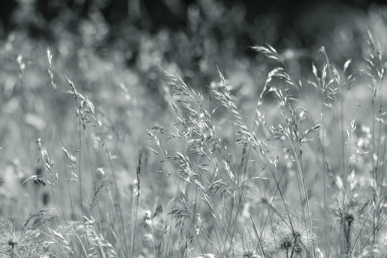 some very pretty looking grass in the field