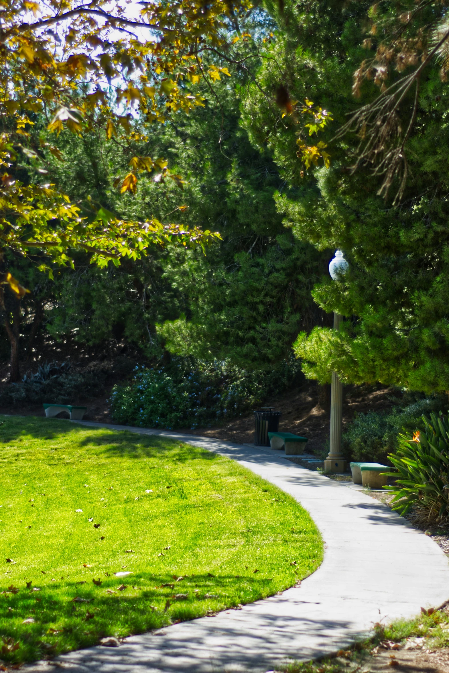 an image of a park setting with many trees