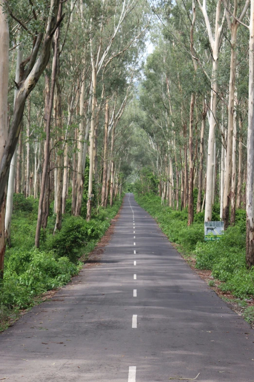 a road surrounded by tall trees with a bench in the middle