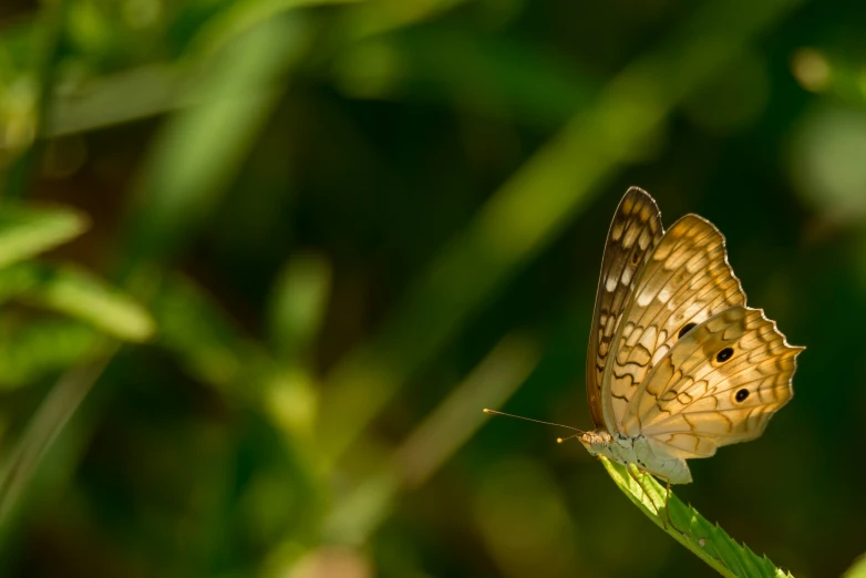 the erfly is standing on the green tip of a stalk