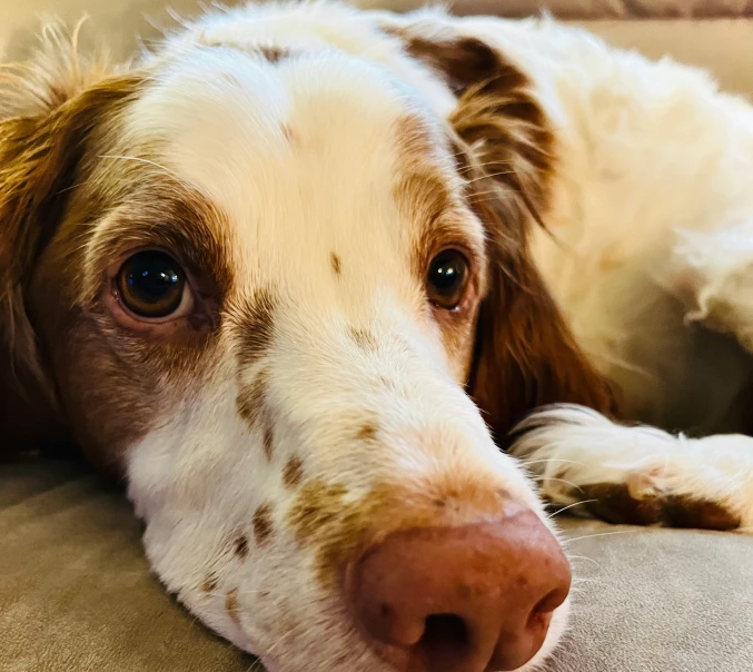 a close up of a dog with big eyes