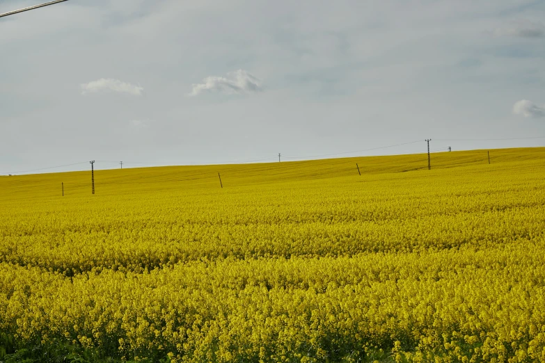 a field that has grass and lots of yellow flowers