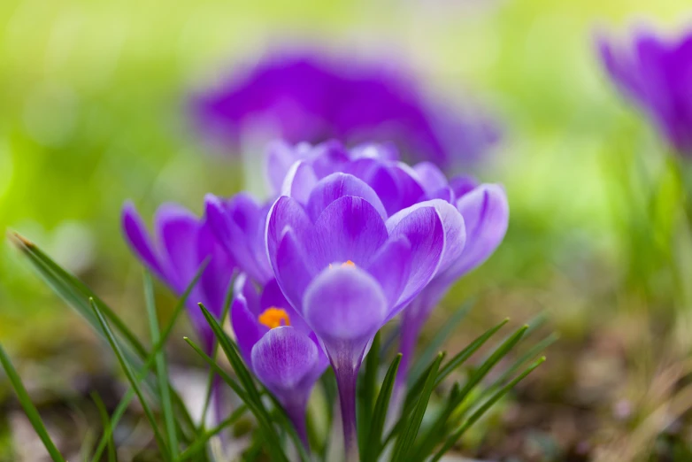 some purple crocuses are in the grass