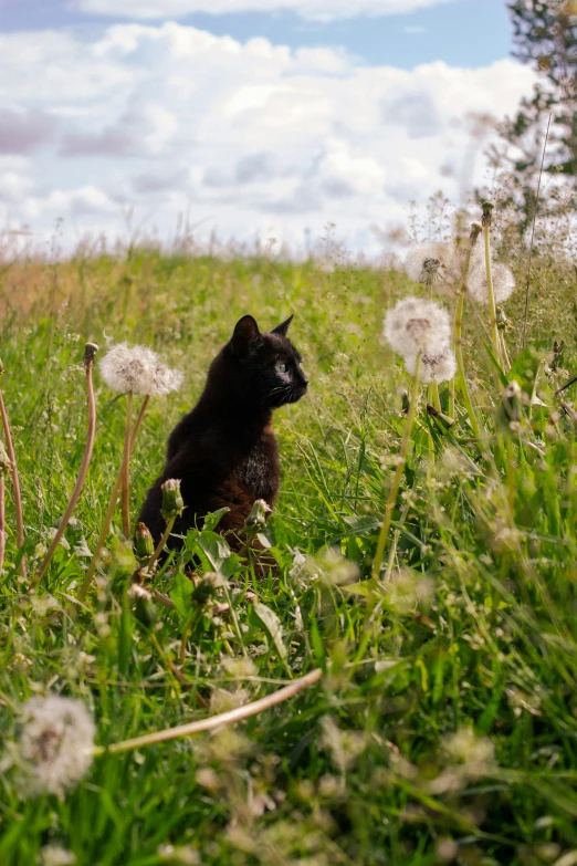 a black cat sitting in a grassy field