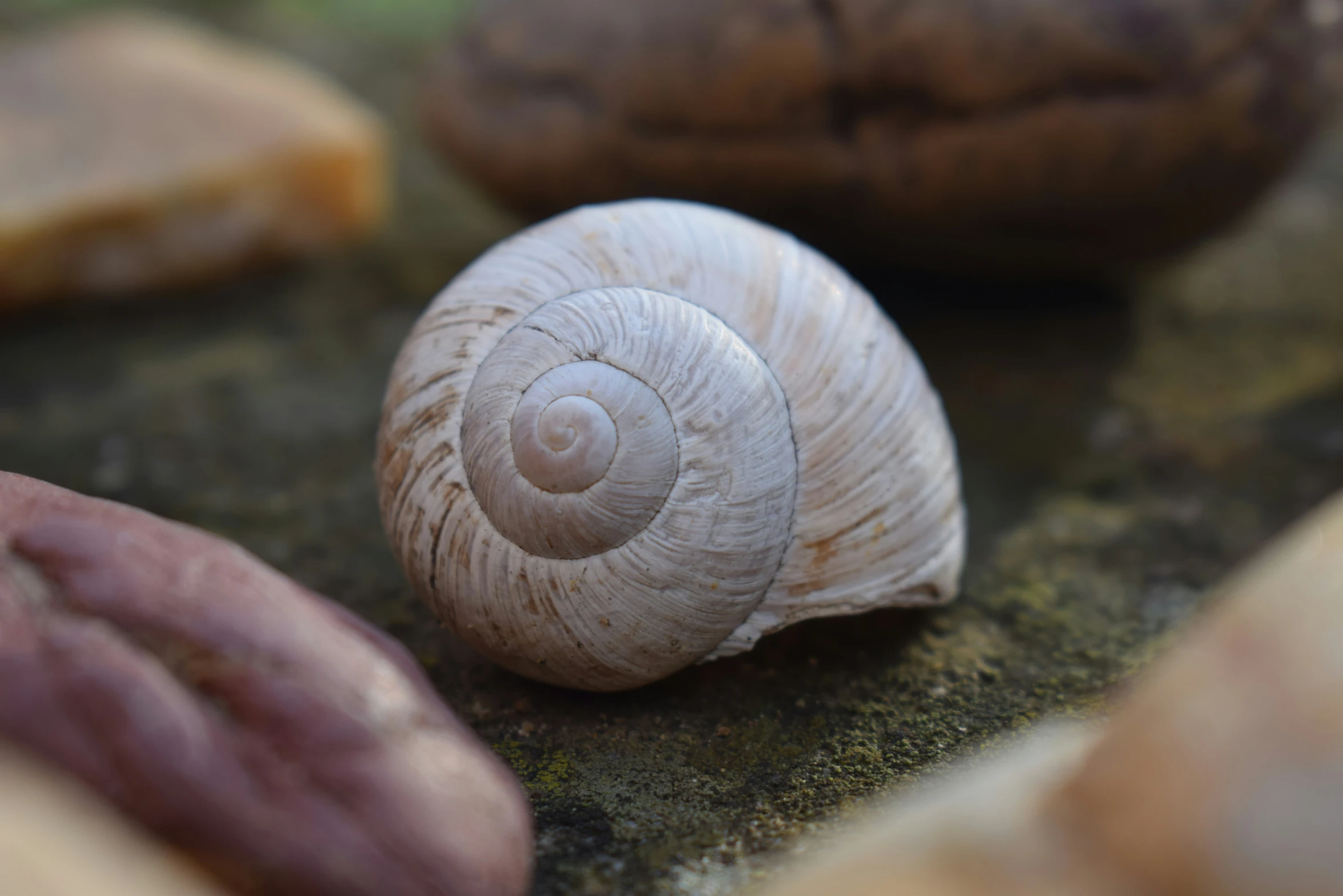 a large and small snail are standing out on the ground