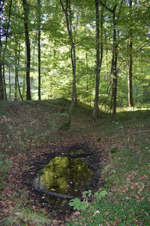 a pond that is sitting on the ground in the woods