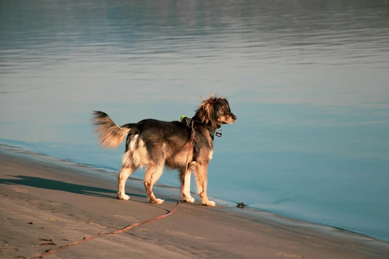 a gy dog stands on the shoreline near the water