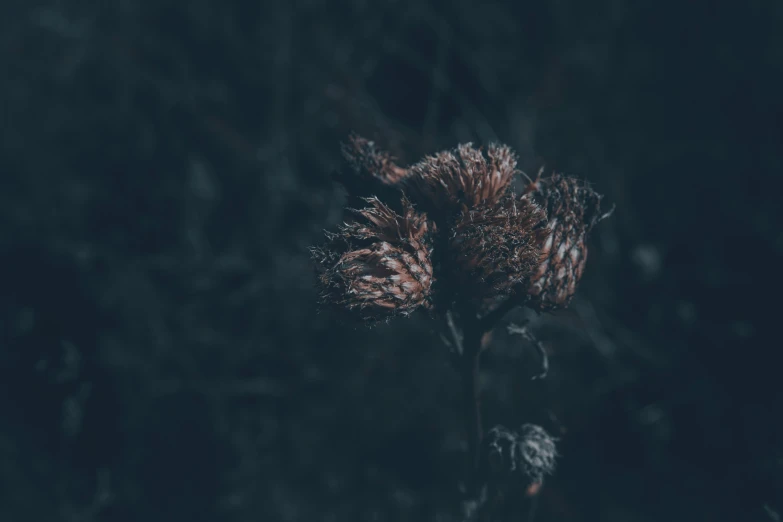 a large flower is shown with a dark background