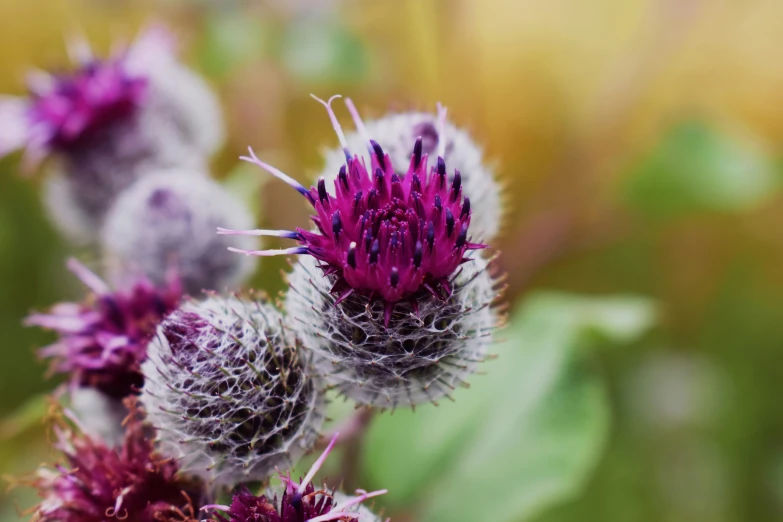 a purple flower with lots of small buds on it