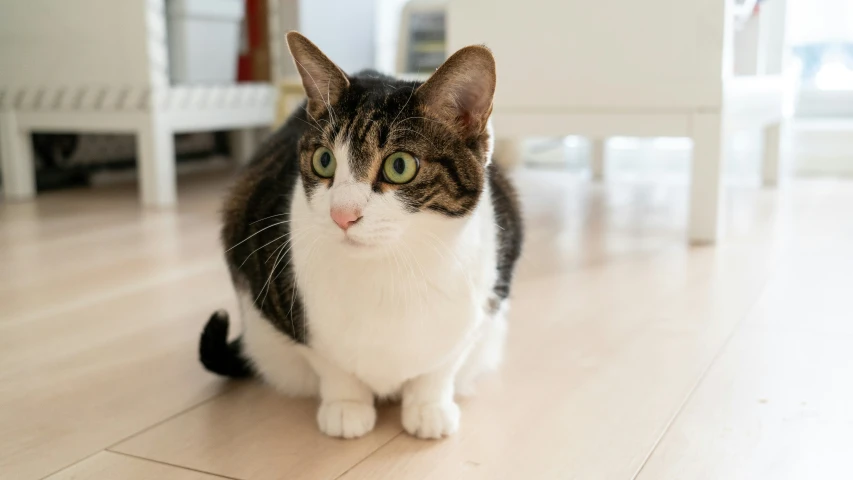 the cat is sitting on the floor looking very curious