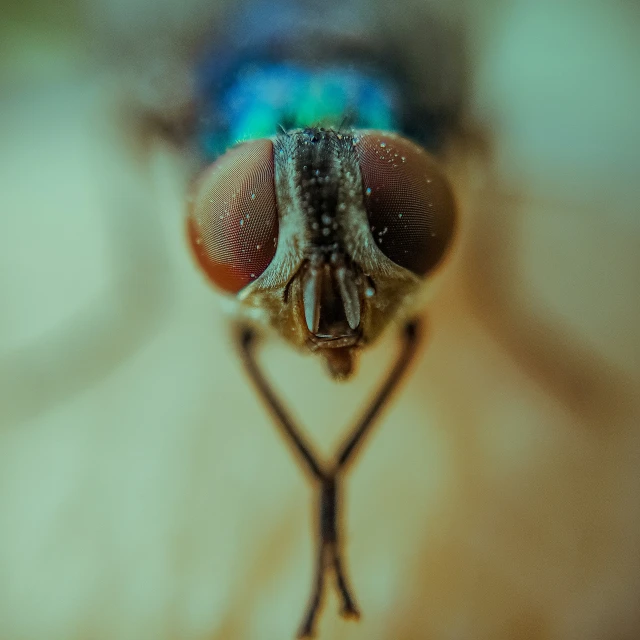 a blue fly's eye with white and green tips