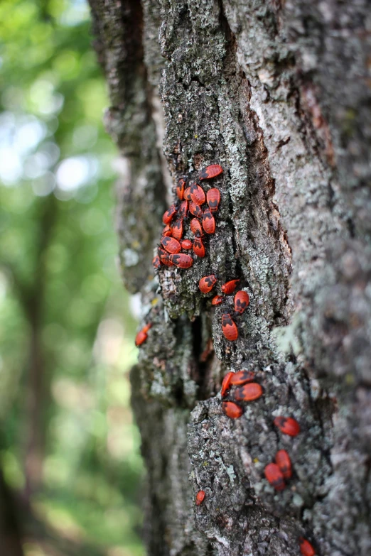 small red mushrooms sitting on the bark of a tree