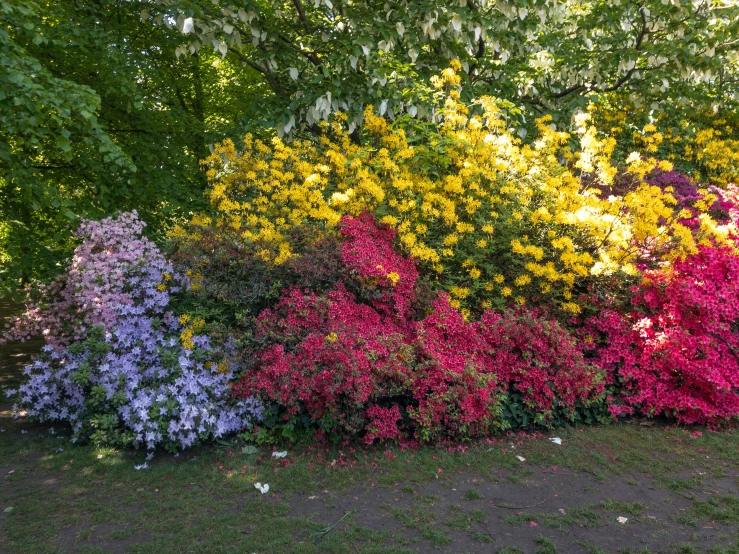 colorful bushel of shrubs and flowers in a garden