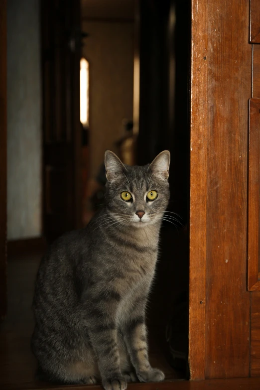 the cat is looking to his left, the house's front door open