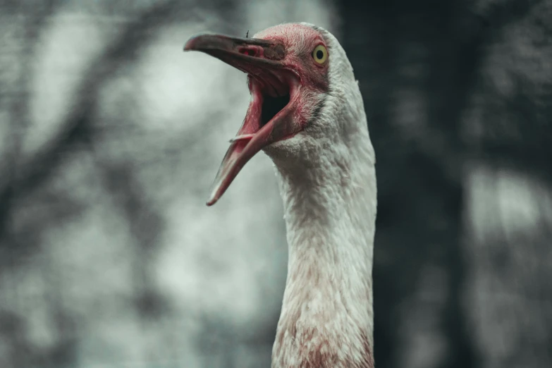 a large duck with its mouth open and it's tongue out