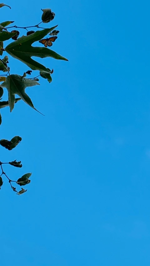 the sky is filled with clouds and leaves