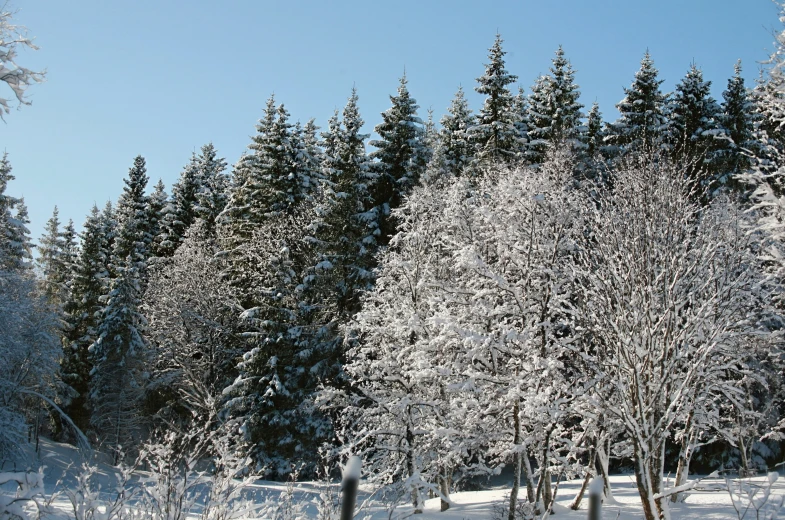 trees that have been covered with snow and no leaves