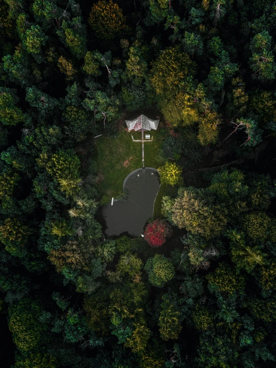 an aerial s of the forest from above with trees