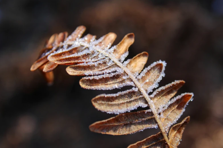 a leaf is shown in the foreground, with frost on it