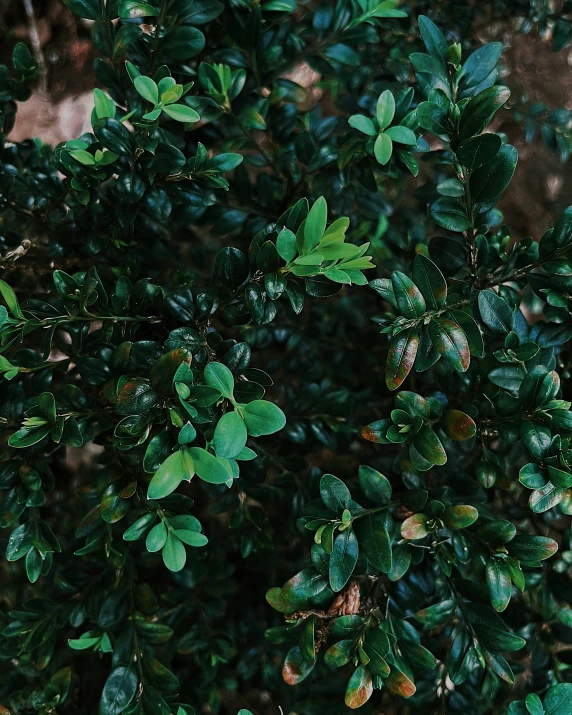 a green bush that is surrounded by leaves