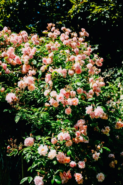 a bush with very pretty pink flowers growing near the edge of a fence