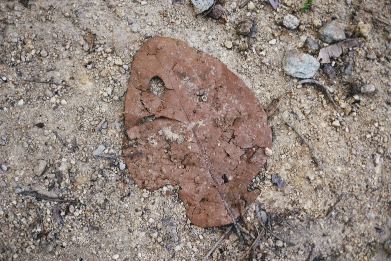 this is a rock shaped like a leaf