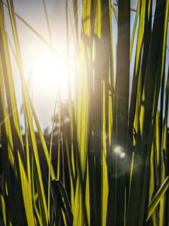 the sun shining through some tall grass