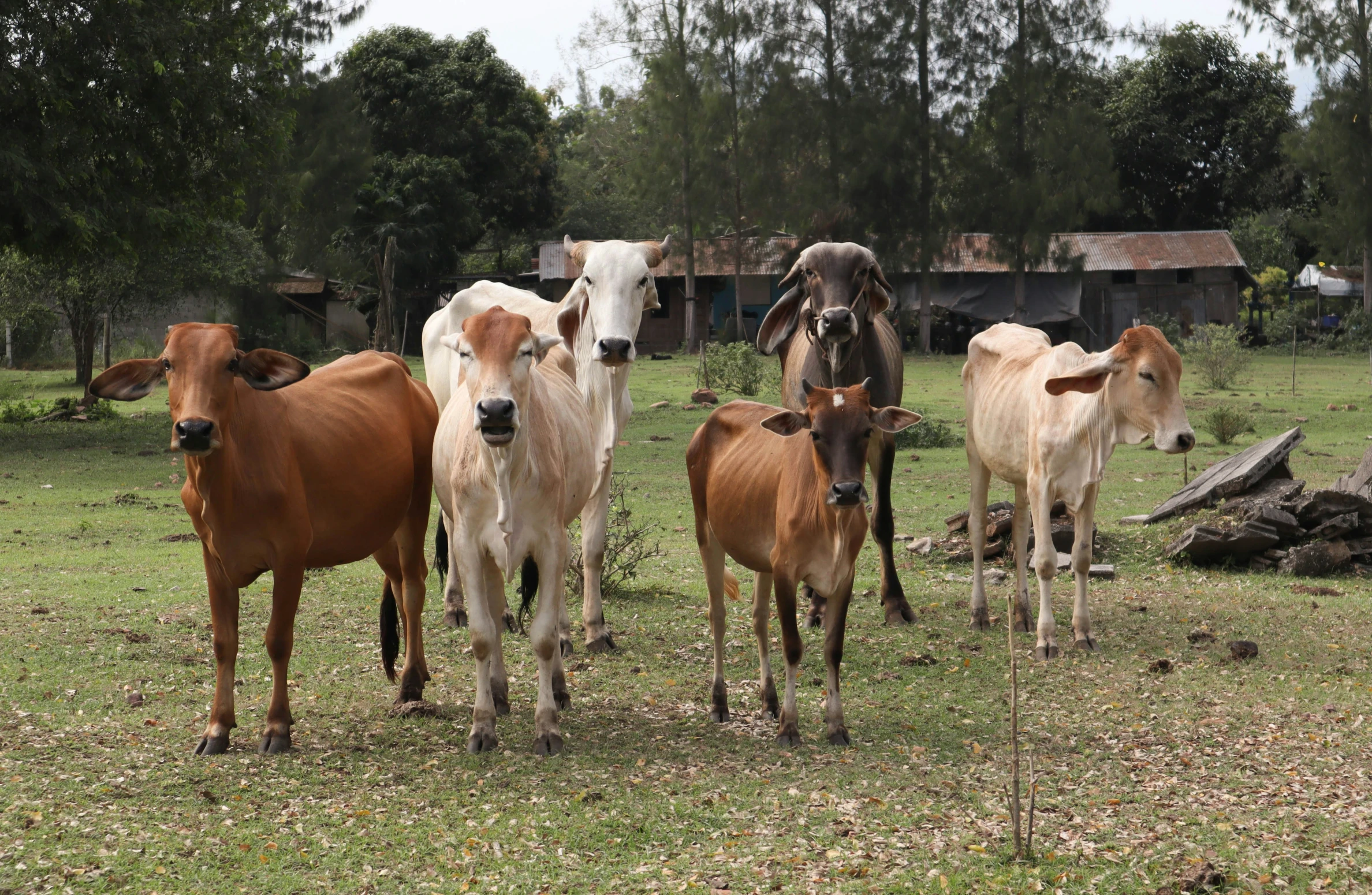 the cows are standing in a field near one another