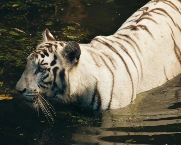 a white tiger swimming on top of a river