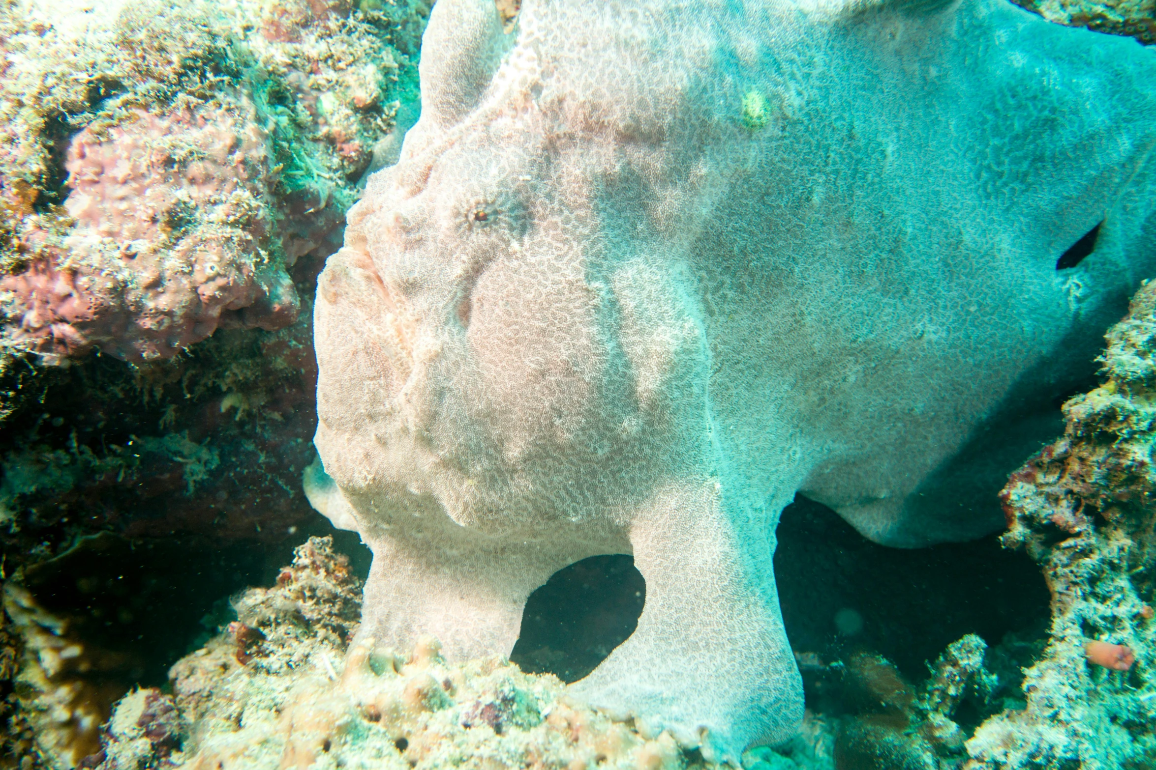 a sea animal that is laying down on some rocks