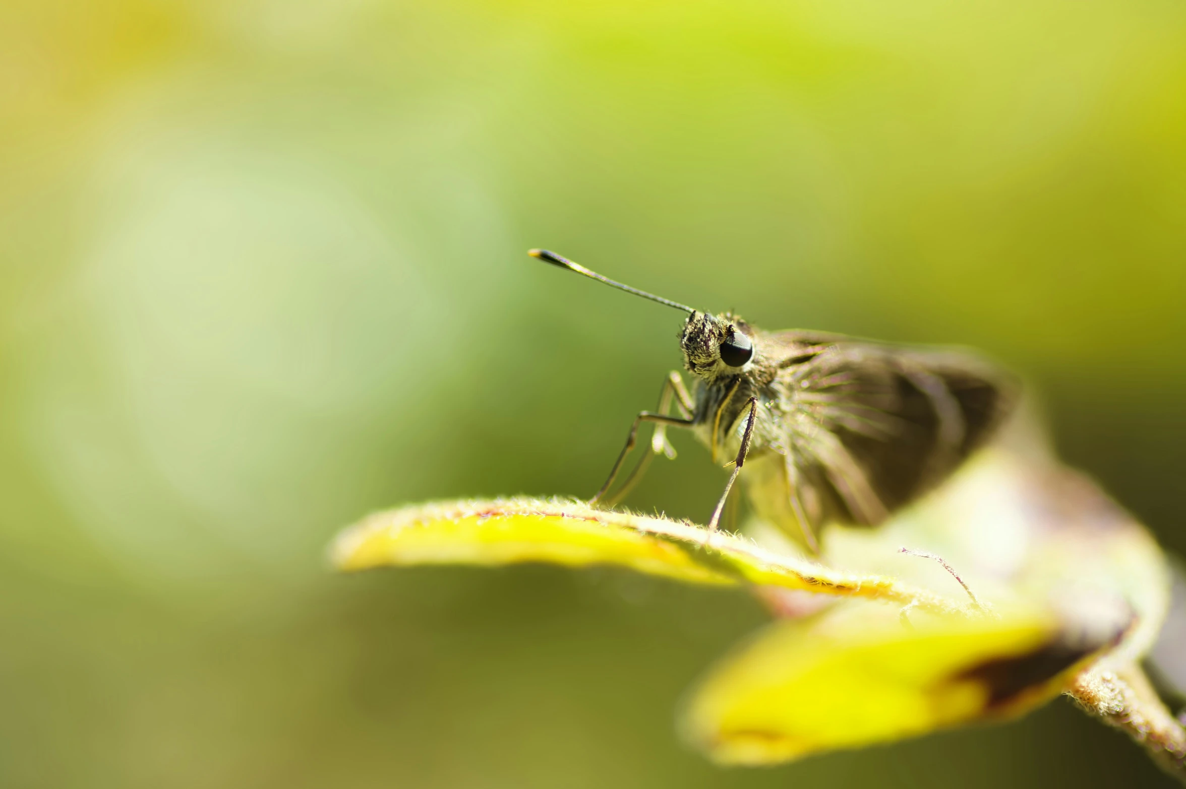 the erfly is perched on the yellow flower