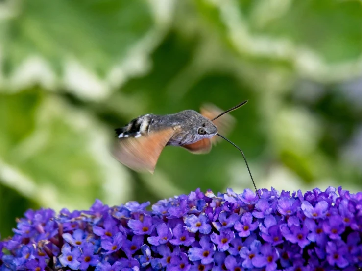 a hummingbird in flight next to a purple flower