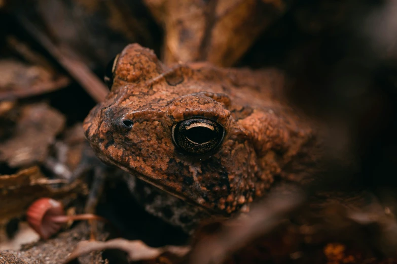 a toad is sitting on top of the ground