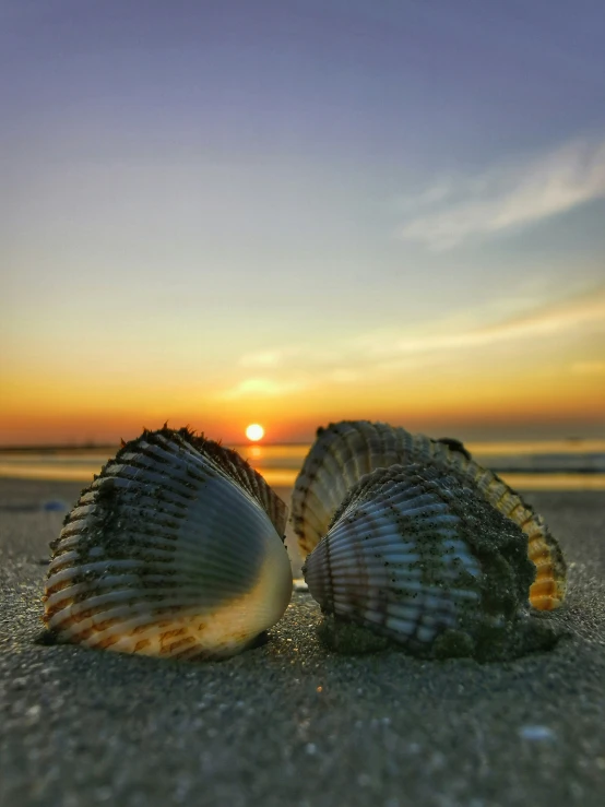 two seashells are seen on the sand in front of the sun