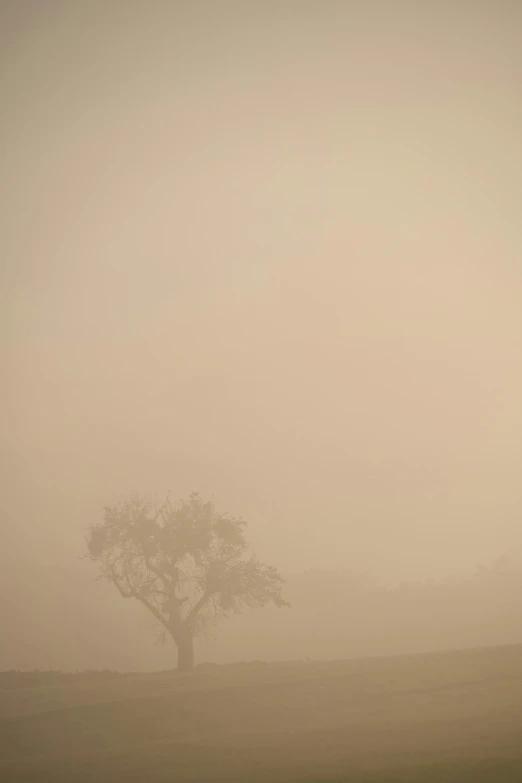 a single tree stands in the foggy field