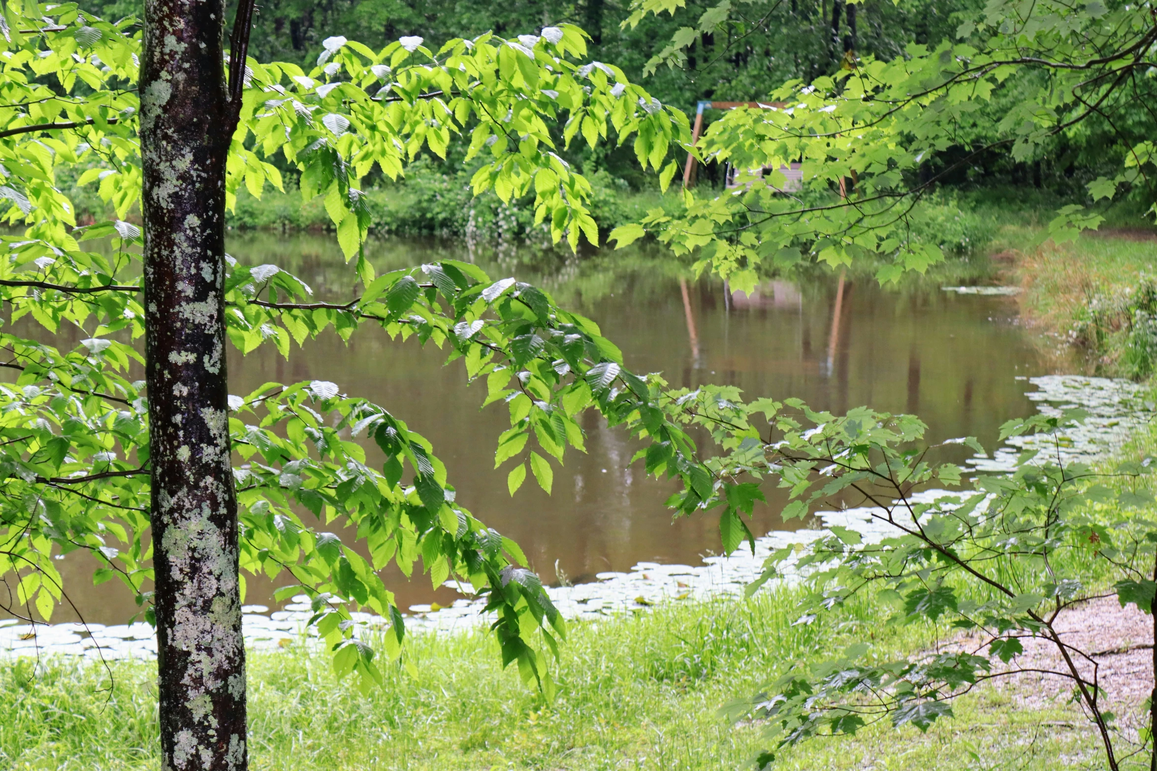 a river running through the middle of trees