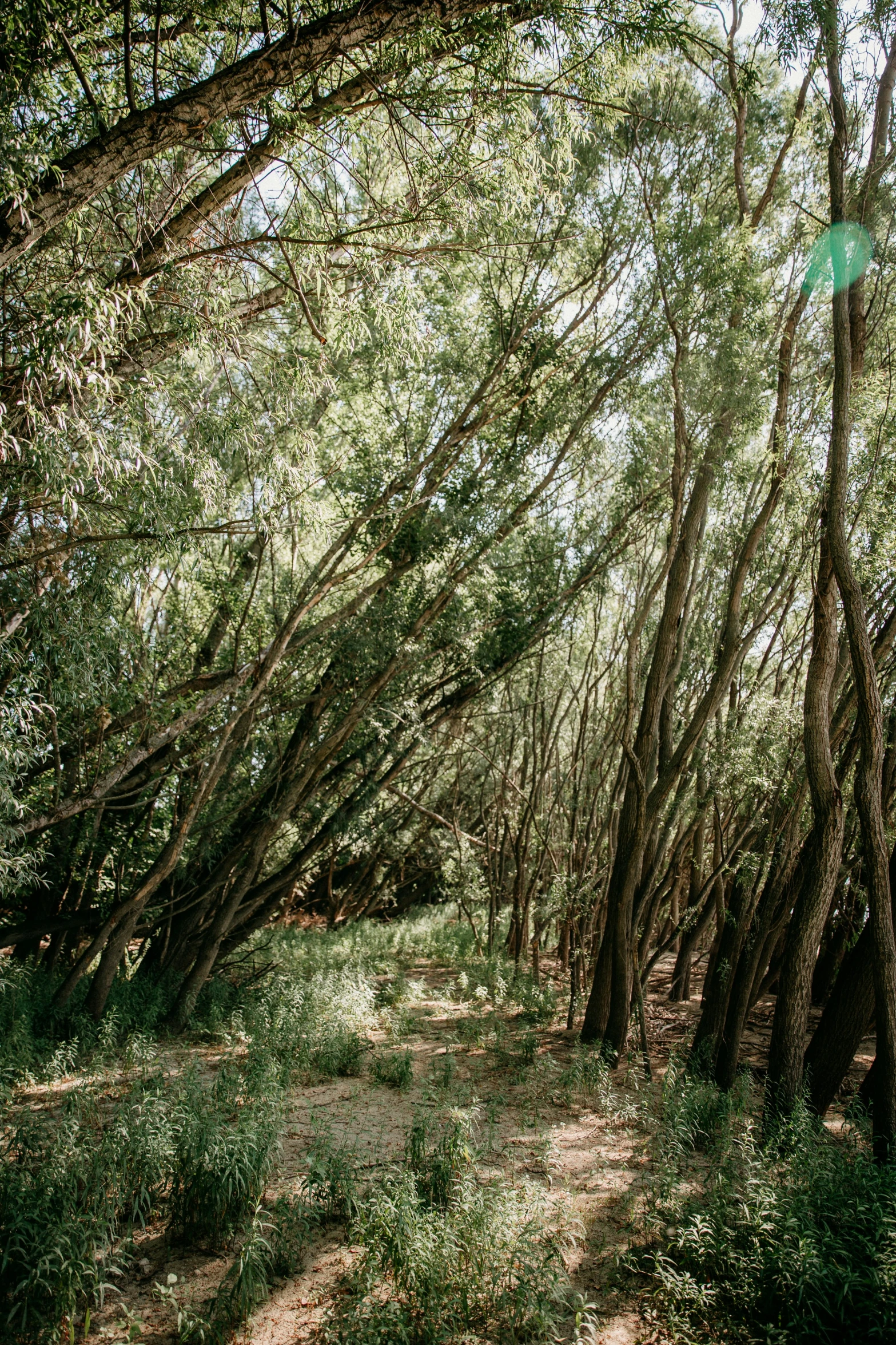 some trees in the middle of a dirt and grass area