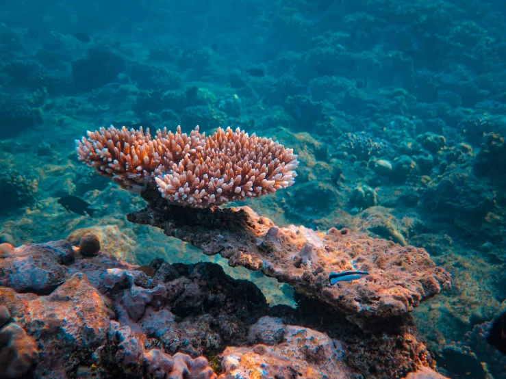 two clown clown fish on a reef near coral