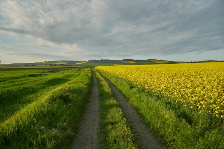 a road winds through a field of yellow flowers