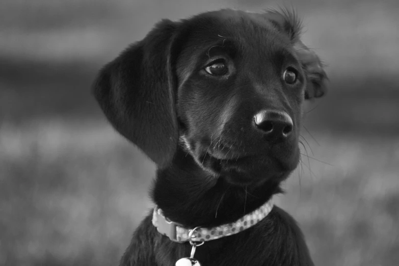 a close up of a dog staring at soing